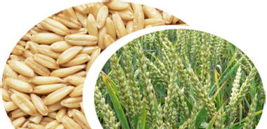 Регулятор роста для выращивания кукурузы